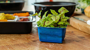 ANL Packaging blue cress tray for agriculture ANL Packaging blue cress tray for agriculture